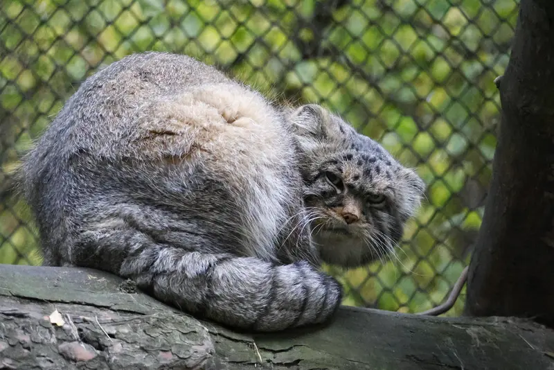 ノヴォシビルスク動物園のジョージの写真