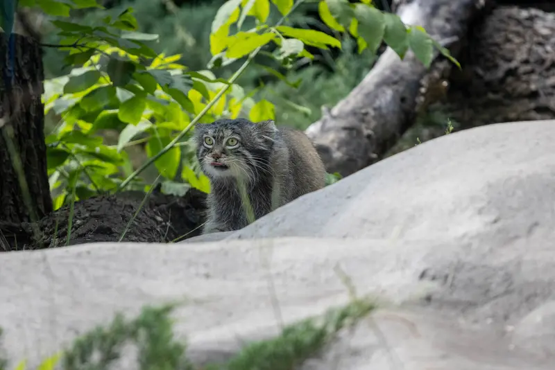 モスクワ動物園のティモフェイの写真