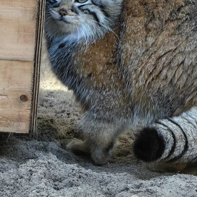 ノヴォシビルスク動物園のアーニャの写真