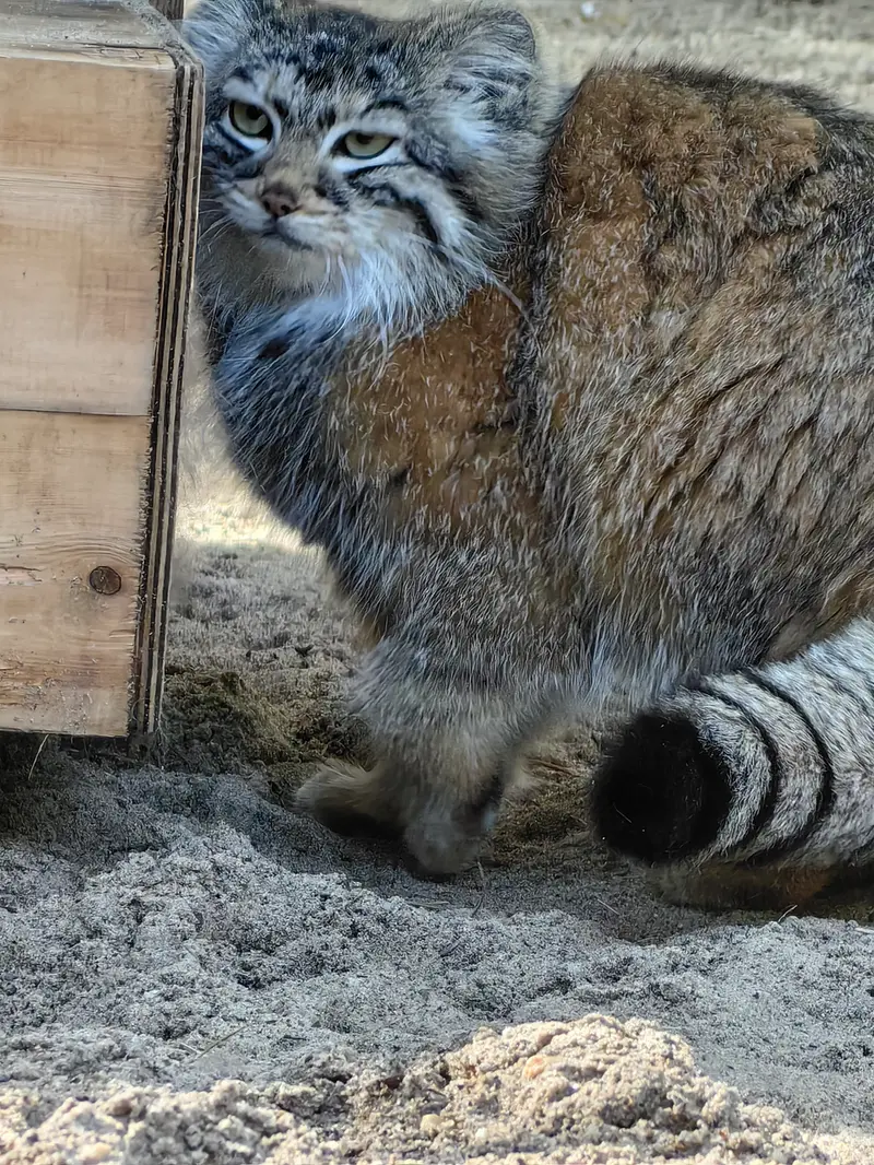 ノヴォシビルスク動物園のアーニャの写真