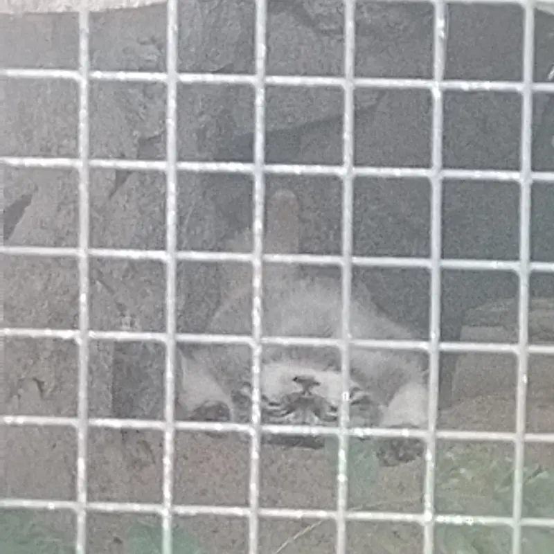レニングラード動物園のナミカの写真
