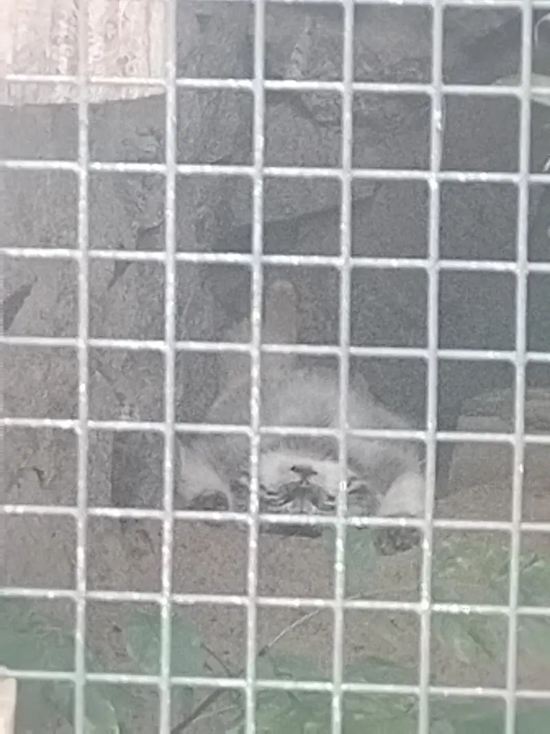 レニングラード動物園のナミカの写真