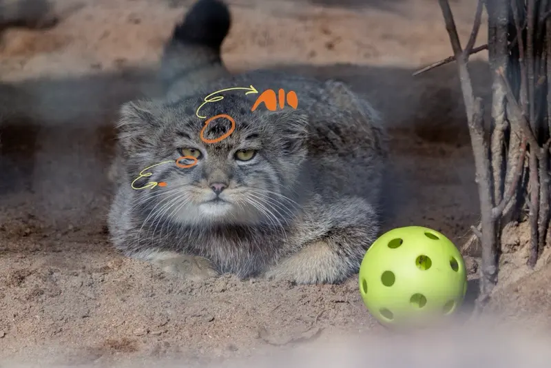 レニングラード動物園のバトゥルの写真