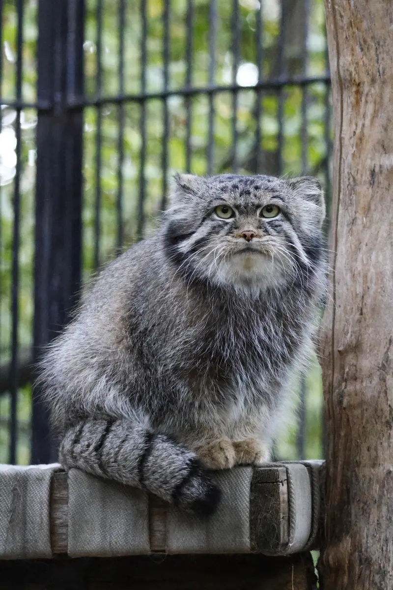 ノヴォシビルスク動物園のシルヴェスターの写真