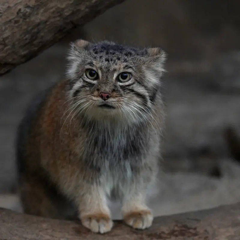 神戸どうぶつ王国のアズの写真