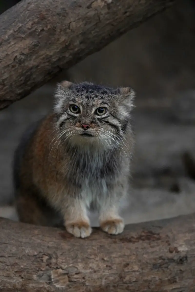 神戸どうぶつ王国のアズの写真