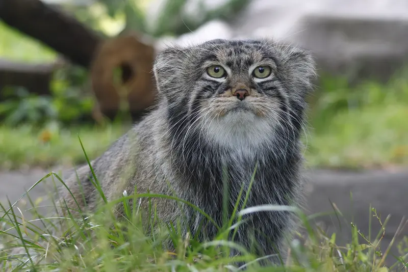 モスクワ動物園のティモフェイの写真