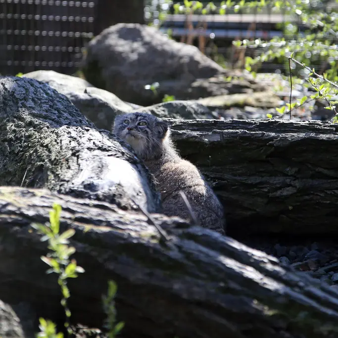 オストラヴァ動物園のモイラの写真