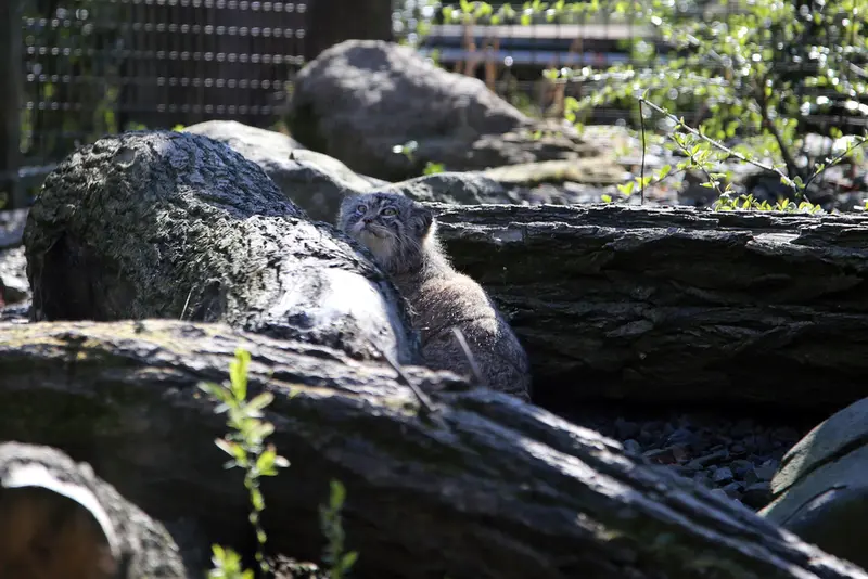 オストラヴァ動物園のモイラの写真