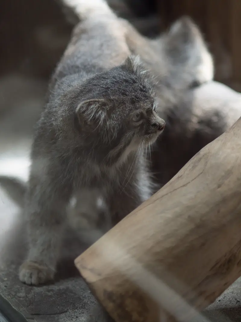 恩賜上野動物園のクリョンの写真