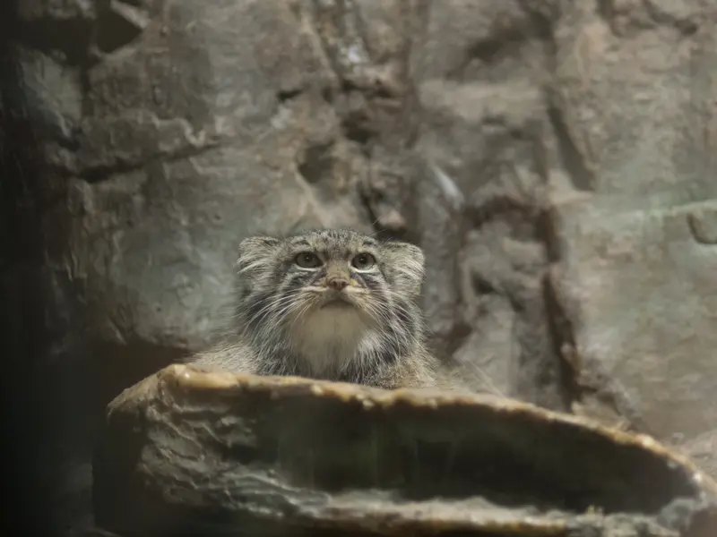 恩賜上野動物園のサフランの写真