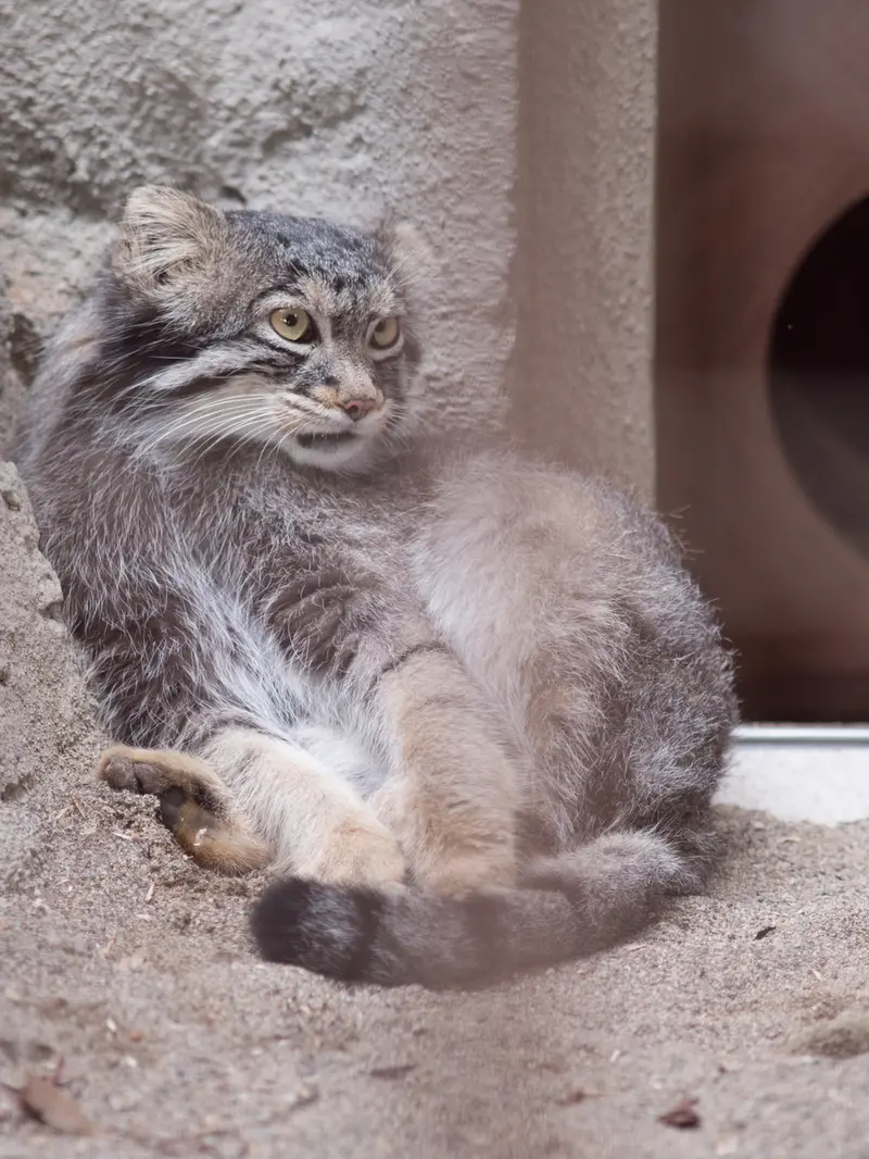 野毛山動物園のフィーガの写真