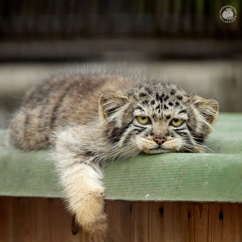 ノヴォシビルスク動物園のボリスの写真