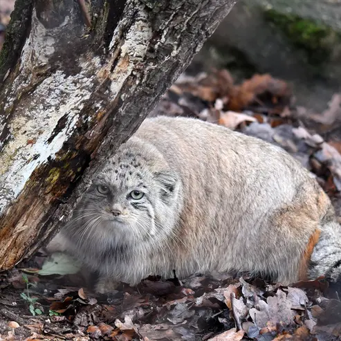 ブルノ動物園のナミカの写真