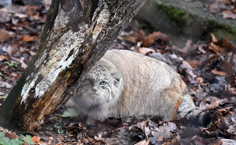 ブルノ動物園のナミカの写真