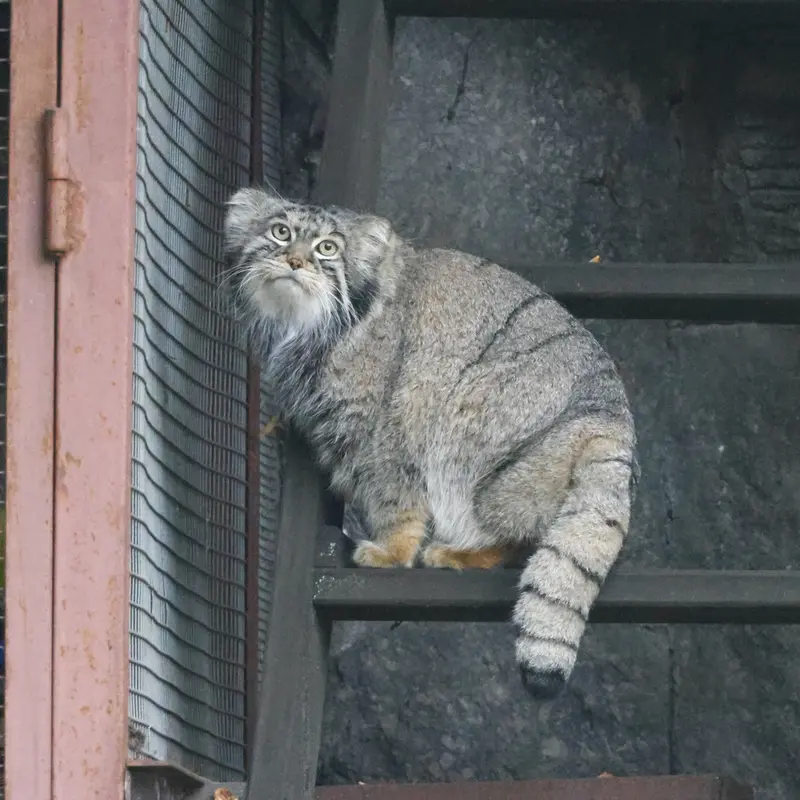 モスクワ動物園のティモフェイの写真