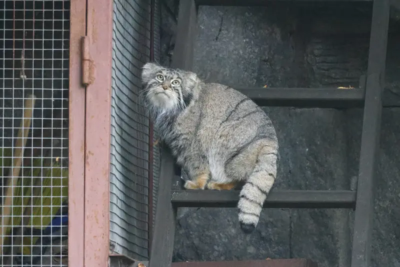 モスクワ動物園のティモフェイの写真