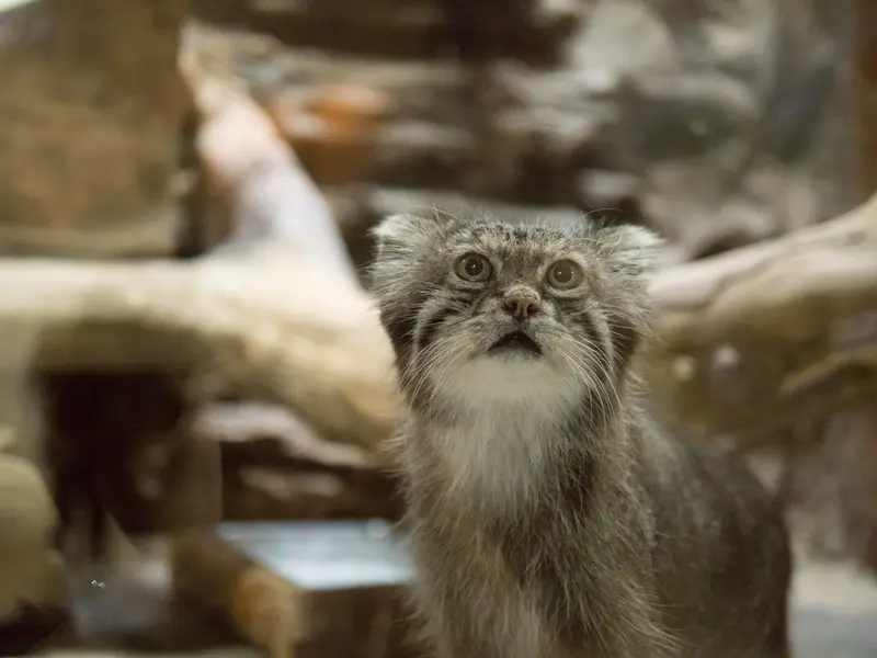 恩賜上野動物園のクリョンの写真