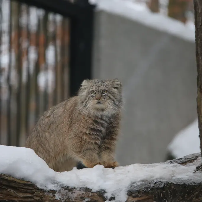 グダニスク動物園のマヌエルの写真