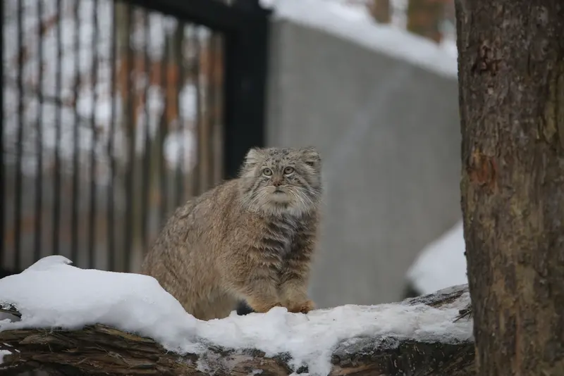 グダニスク動物園のマヌエルの写真