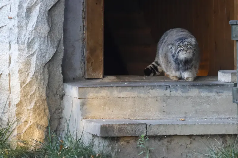 モスクワ動物園のティモフェイの写真