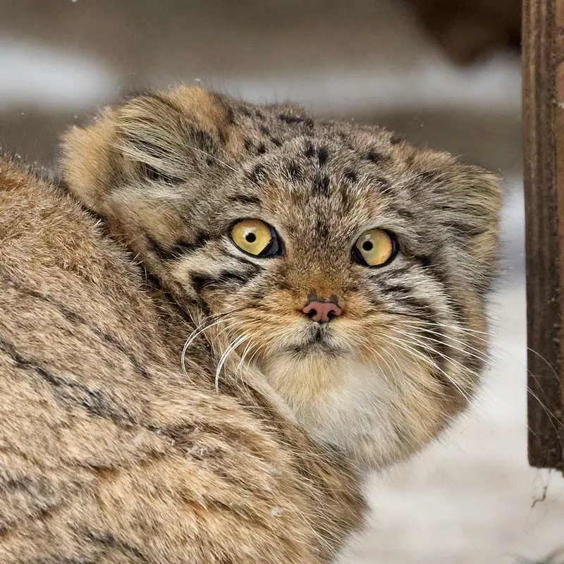 グリーンズ動物救護・リハビリテーションセンターのマヌルネコのベレリ