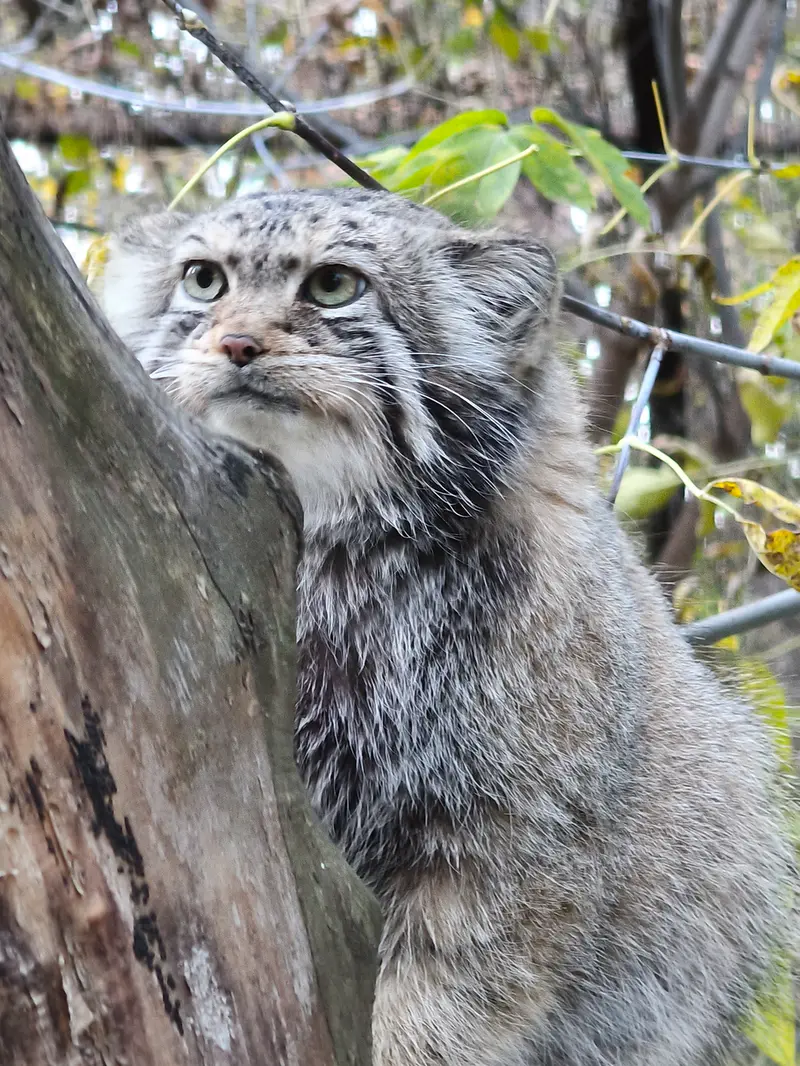 ノヴォシビルスク動物園のイヴの写真