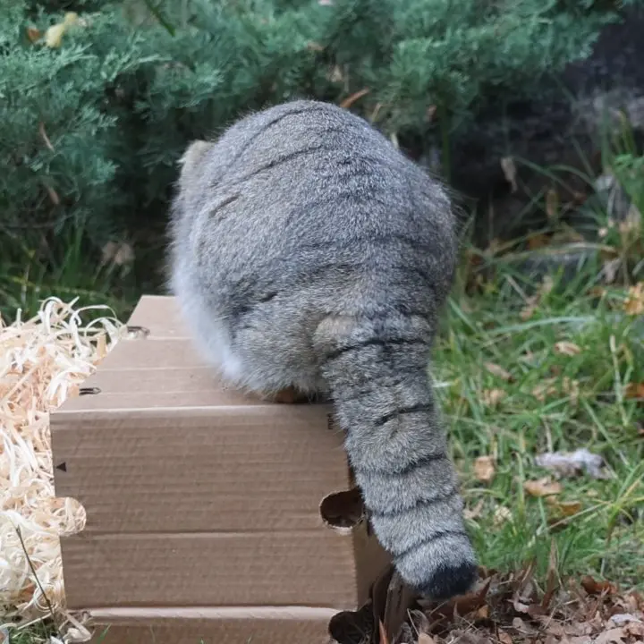 モスクワ動物園のティモフェイの写真