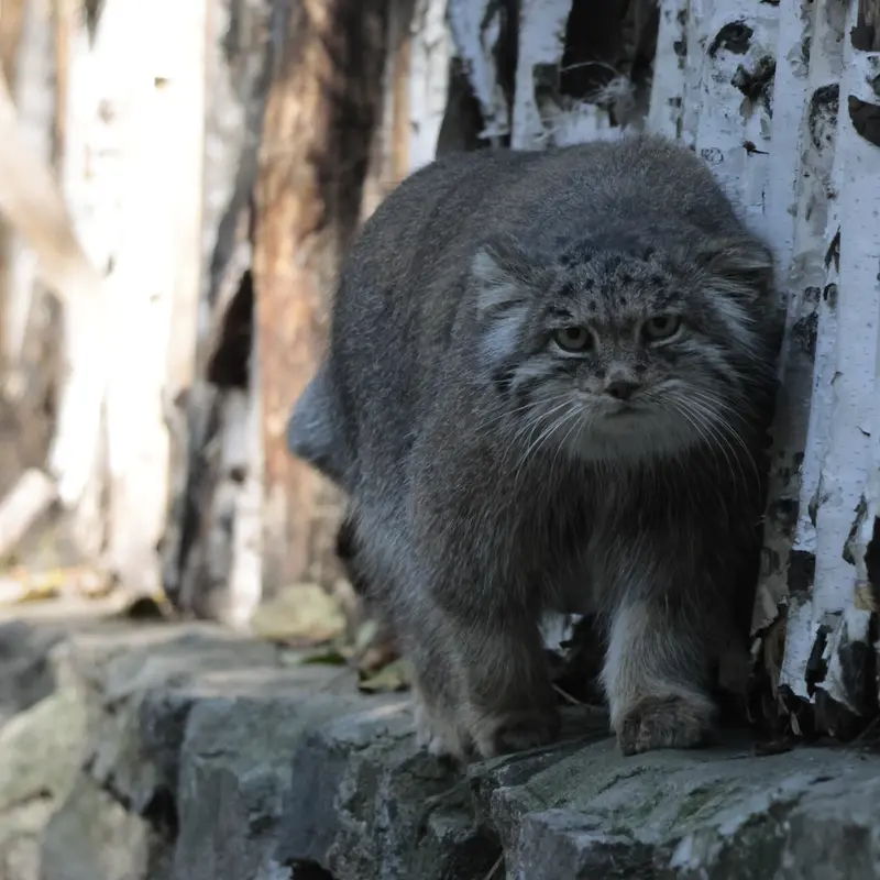 ノヴォシビルスク動物園のミアの写真