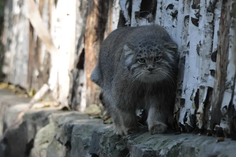 ノヴォシビルスク動物園のミアの写真