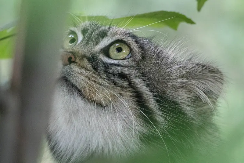 モスクワ動物園のティモフェイの写真