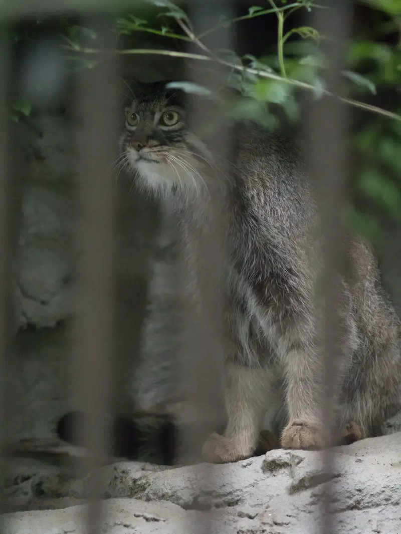 野毛山動物園のフィーガの写真