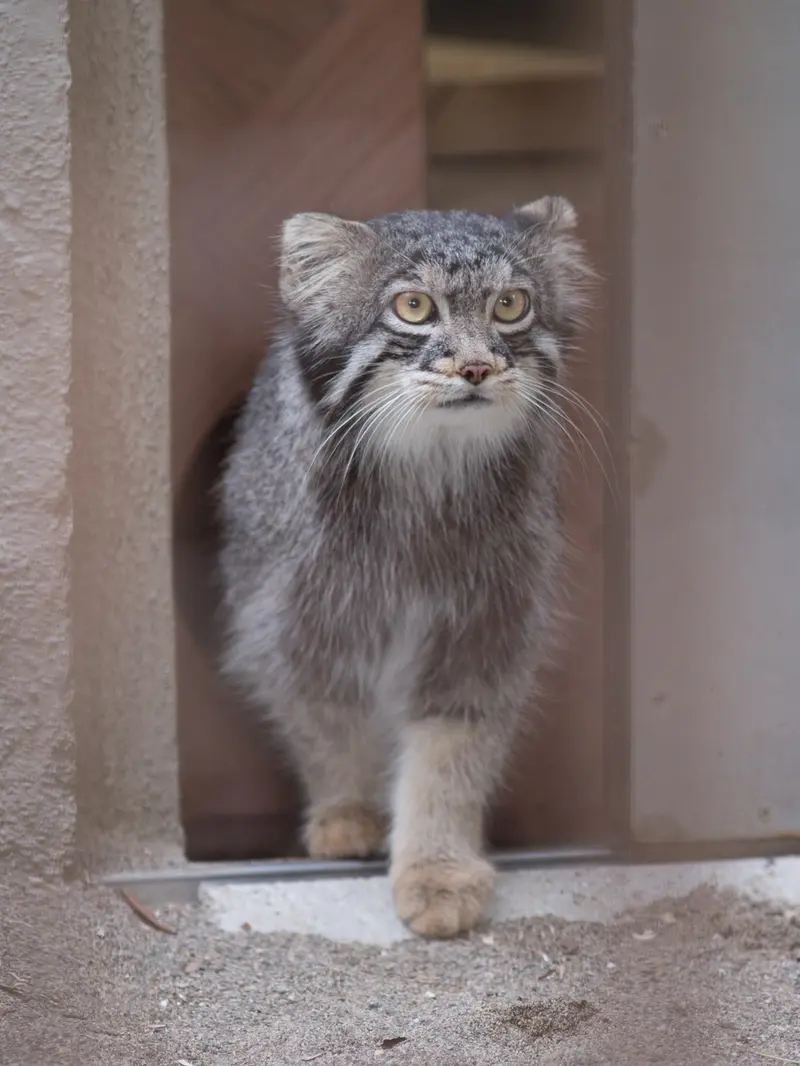 野毛山動物園のフィーガの写真