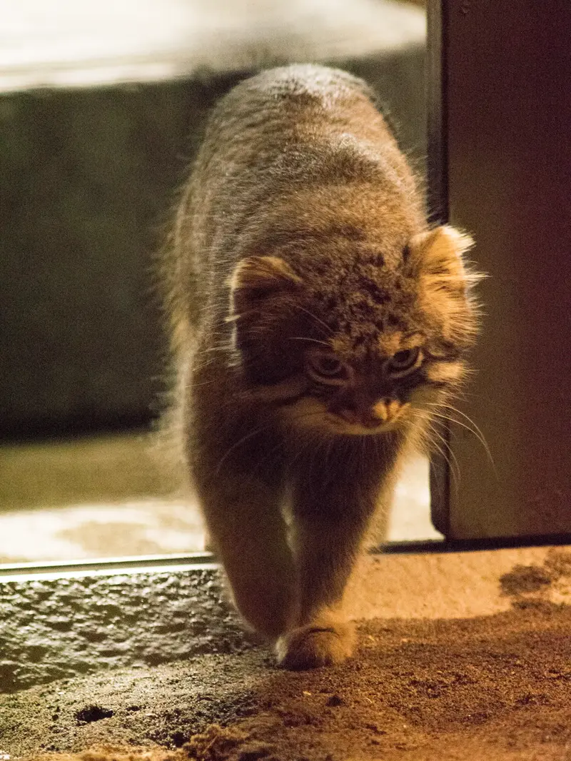 野毛山動物園のフィーガの写真
