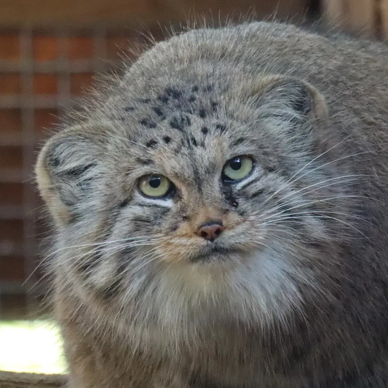 タリン動物園のマヌルネコのアルタニ