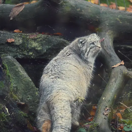 オペル動物園のフェイの写真