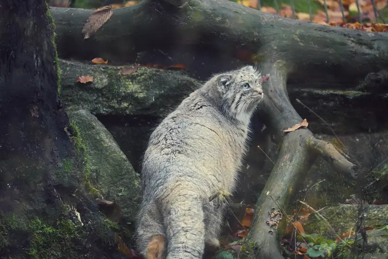 オペル動物園のフェイの写真