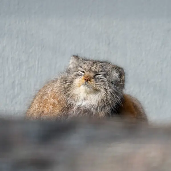 コルケアサーリ動物園のミミの写真