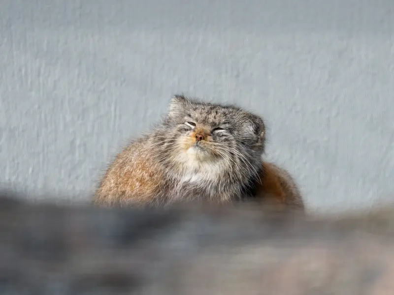 コルケアサーリ動物園のミミの写真
