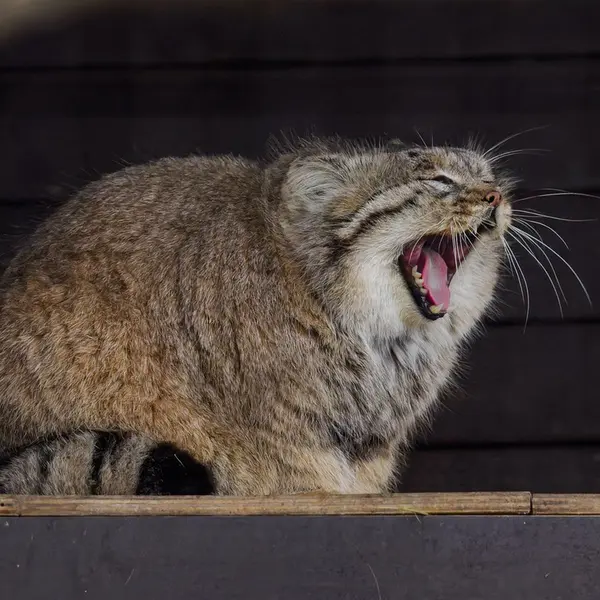 ブルノ動物園のムズタウの写真
