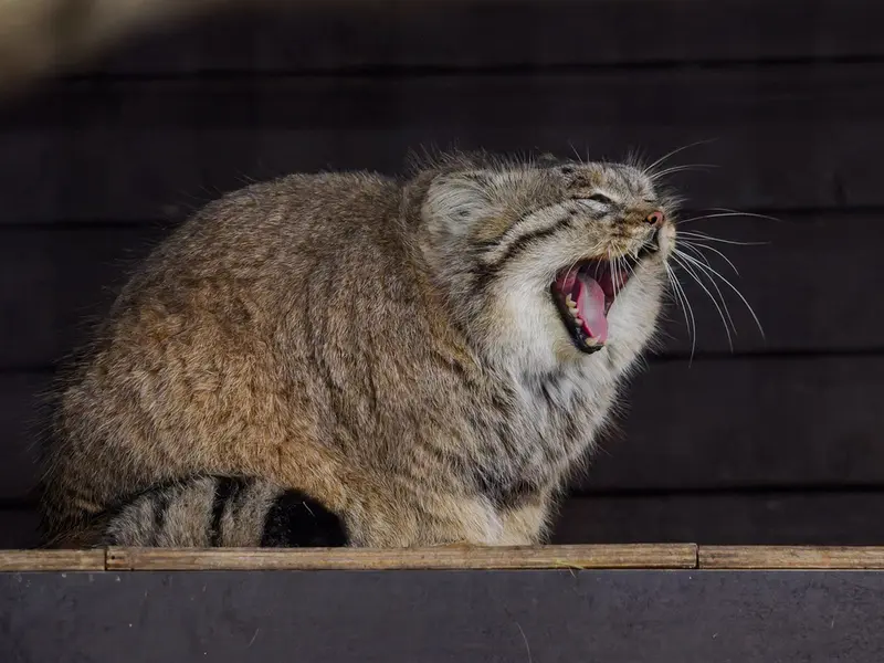 ブルノ動物園のムズタウの写真