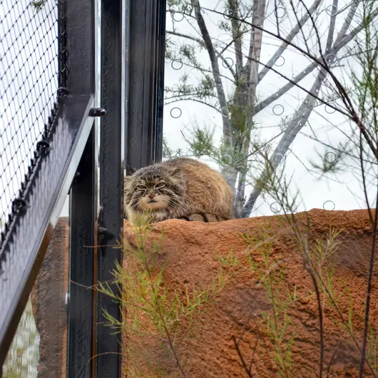 プラハ動物園のスパイの写真