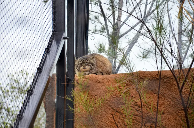 プラハ動物園のスパイの写真