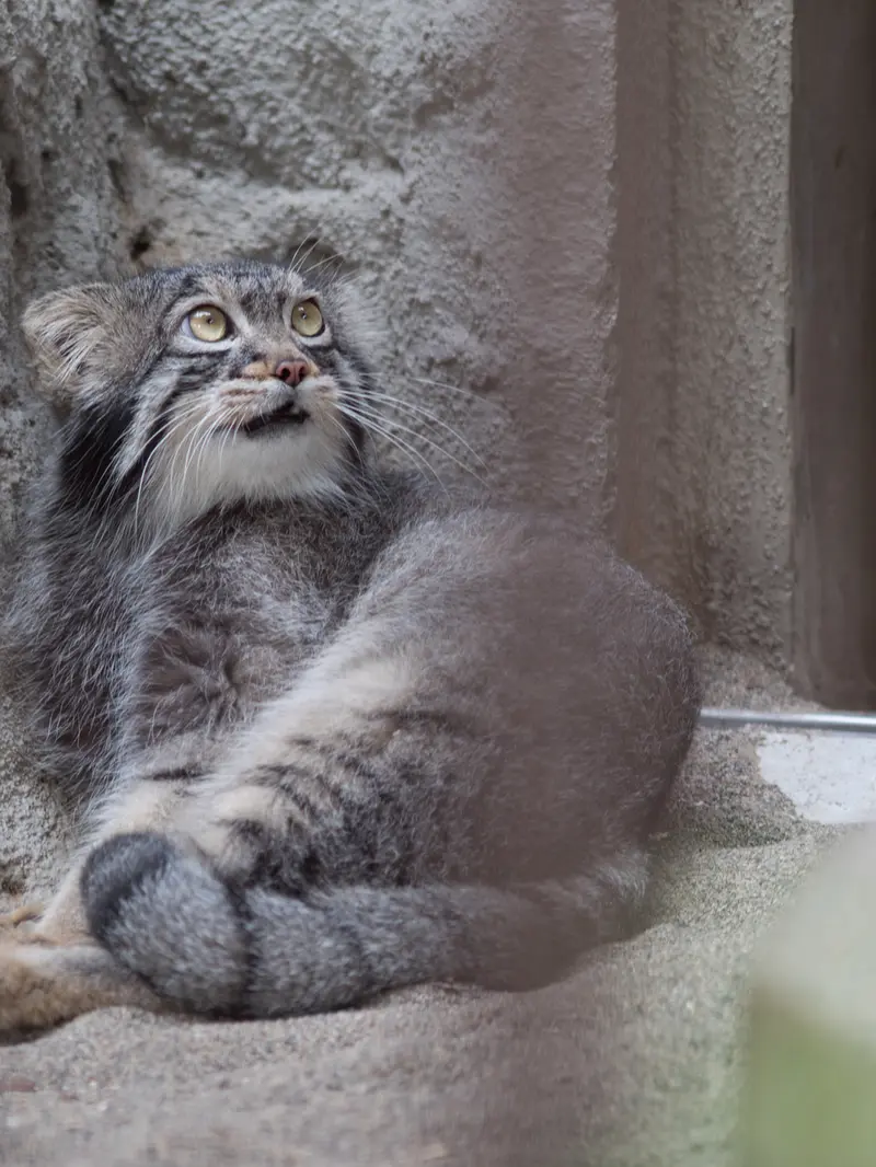 野毛山動物園のフィーガの写真