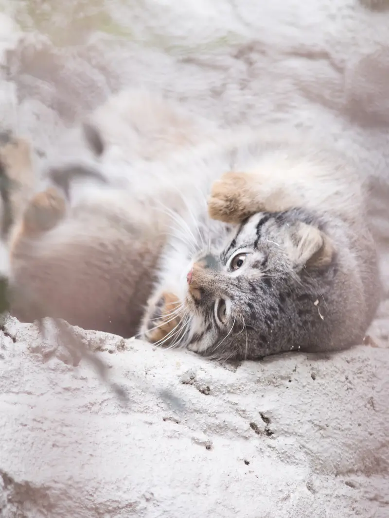 野毛山動物園のフィーガの写真