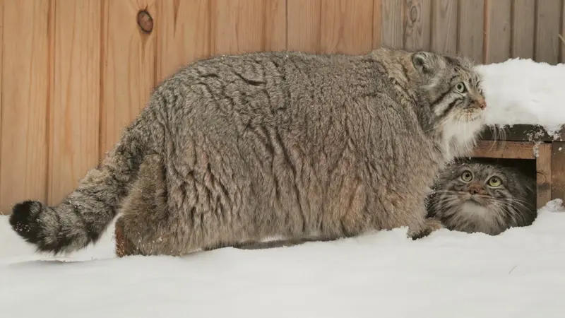 Novosibirsk Zooのゼレノゴルスクとアデルの動画