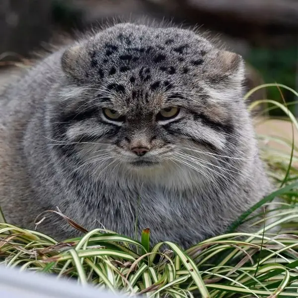 マヌルネコの写真