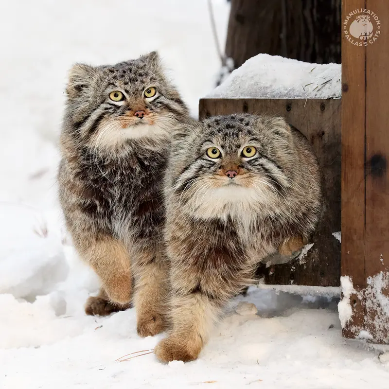 ノヴォシビルスク動物園のレオンとブルースの写真