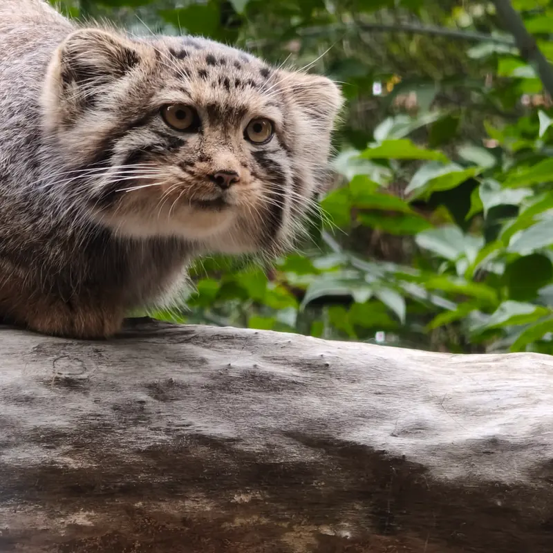 ノヴォシビルスク動物園のイヴの子（2026年生まれ）Ⅰの写真