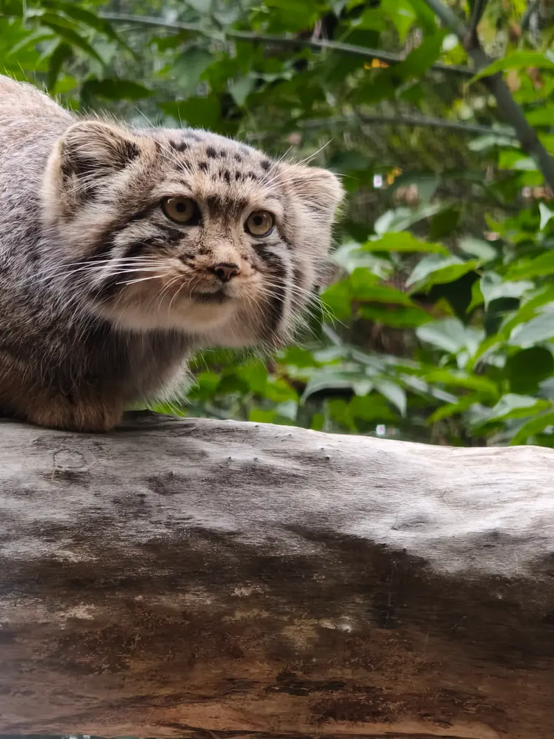 ノヴォシビルスク動物園のマヌルネコの写真